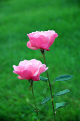 pink rose