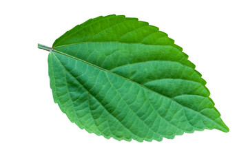 Obraz premium Green leaves isolate on white background, clipping part.