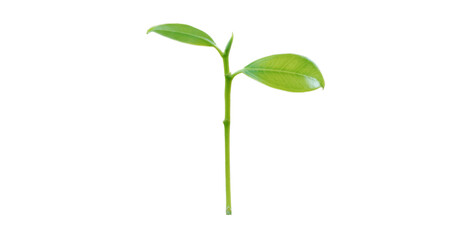  young plant isolate on white background