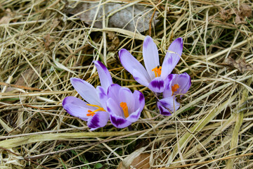 Spring crocus among dry grass and dry ferns in spring. Spring crocus flowers. Crocuses or croci. Flowers.