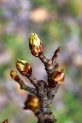 Awakening of the buds in the spring. Flower buds open.
