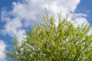 White cherry blossoms blooming beautiful sky background