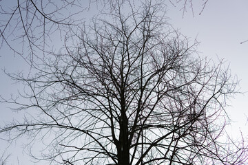 tree branches against sky