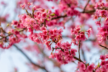 Fototapeta na wymiar Beautiful pink cherry blossoms