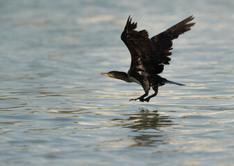 A Great Cormorant takeoff at Tubli bay, Bahrain