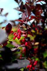 red berries in autumn