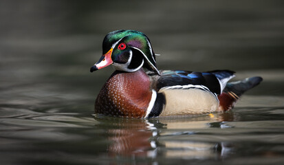 Drake Wood Duck
