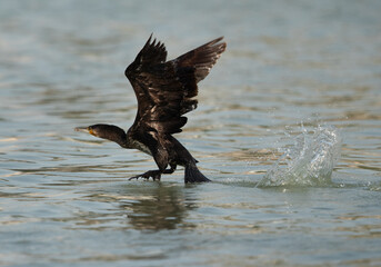A Great Cormorant takeoff at Tubli bay, Bahrain