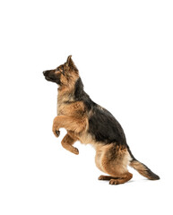 Cute Shepherd dog posing isolated over white background