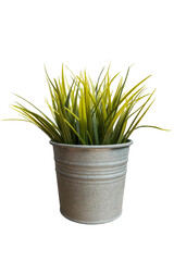 plant in pot isolated include clipping path on white background