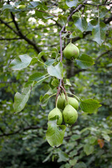 Small indigenous pears on a branch.