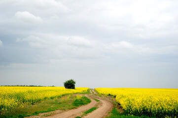 Obraz na płótnie Canvas road in the field with flowers