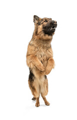 Cute Shepherd dog posing isolated over white background