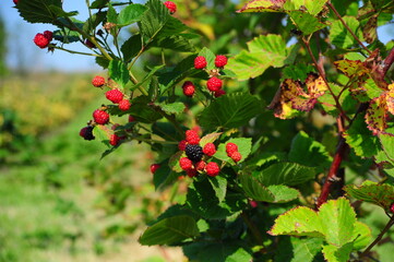 red currant bush