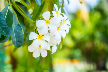 Plumeria flower on the tree with blurred nature background. white and yellow frangipani tropical flower.