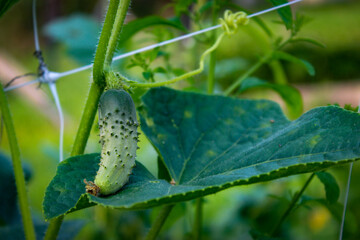 A small gherkin on the leaf. Organs growing a small gherkin on the vine. Growing gherkins. Small pickle. Baby cucumber.