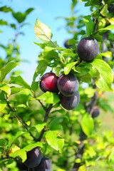 plums on a tree