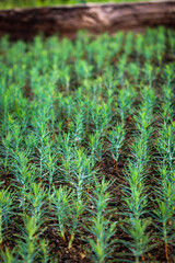 Small thuja seedlings. Growing thuja from seed. Growing young seedlings of emerald thuja. Selective focus. Densely sown thuja seedlings.