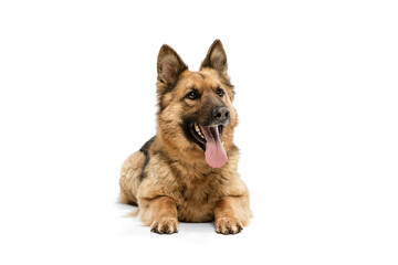 Cute Shepherd dog posing isolated over white background