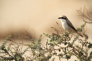 Red-tailed Shrike perched on bush, Bahrain