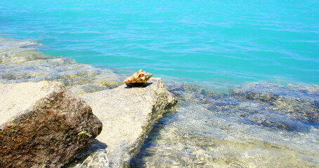 seashell on seashore of  beautiful azure  blue sea waves on sunny summer day. 