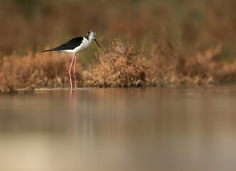 Black-winged Stilt at hamala, Bahrain