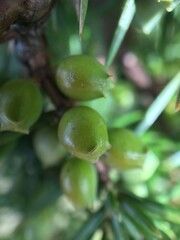 Close-Up Of Juniper Berries Growing On Tree. Juniper branch with green berries growing outside. Soft focus