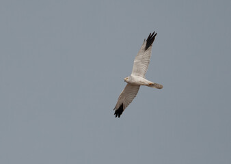 Pallid harrier flying at Hamala area, Bahrain