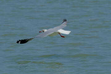 Fototapeta na wymiar Brown-headed gull