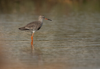 Redshank at Asker Marsh, Bahrain
