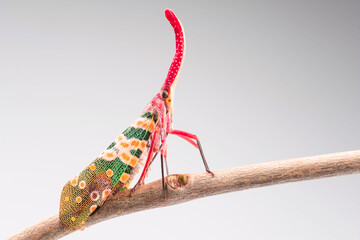 Lantern bug or Lantern fly on branch of tree. Pyrops Candelaria, in high definition on white...