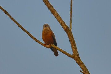 Chestnut-tailed Starling