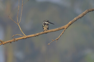 Pied Kingfisher