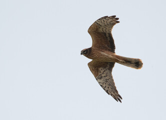 Pallid harrier flying at Hamala area, Bahrain