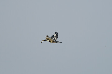 Pied Kingfisher