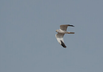 Pallid harrier flying at Hamala, Bahrain