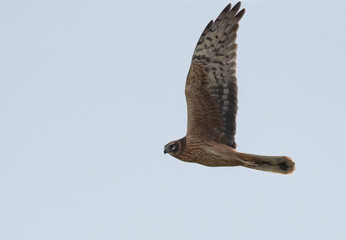 Pallid harrier in flight at Hamala area, Bahrain