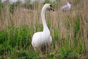 A Mute Swan (cygnus olor) in the Peninsula Nordstrand, Germany, Europe