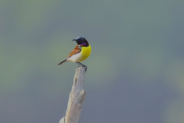 Purple-rumped Sunbird