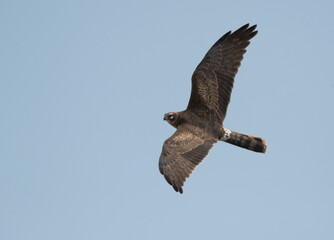 Pallid harrier flying up in the sky at Hamala area, Bahrain