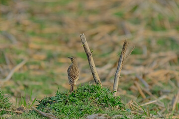 Paddyfield Pipit