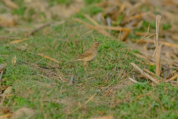 Paddyfield Pipit