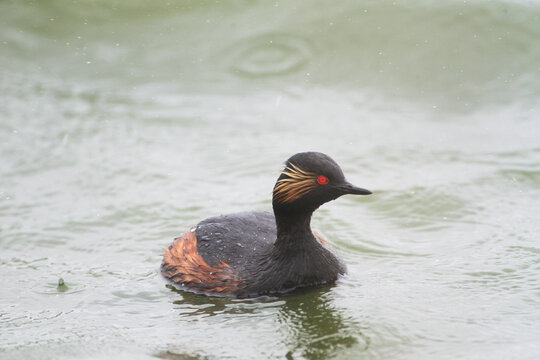 A black-necked Grebe in a Lake, Germany, Europe