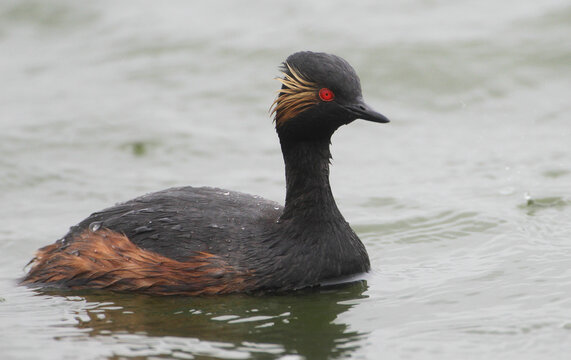 A black-necked Grebe in a Lake, Germany, Europe
