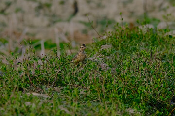 Oriental Skylark