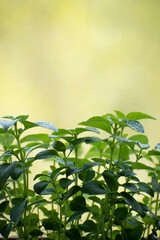 Herb, young plant, basil on a green background with blank space on the top