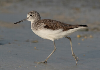 Portrait of a Common Greenshank at Busaiteen coast, Bahrain