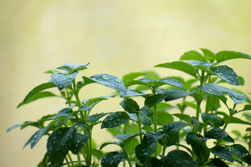 Herb, young plant, basil on a green background with blank space on the top