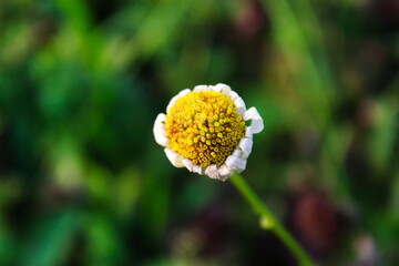 Dried daisy flower. Yellow dried flower in the grass.