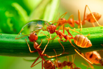 red ant, action ant drinking water drop on the branch big tree, in garden among green leaves blur background, selective eye focus and black backgound, macro